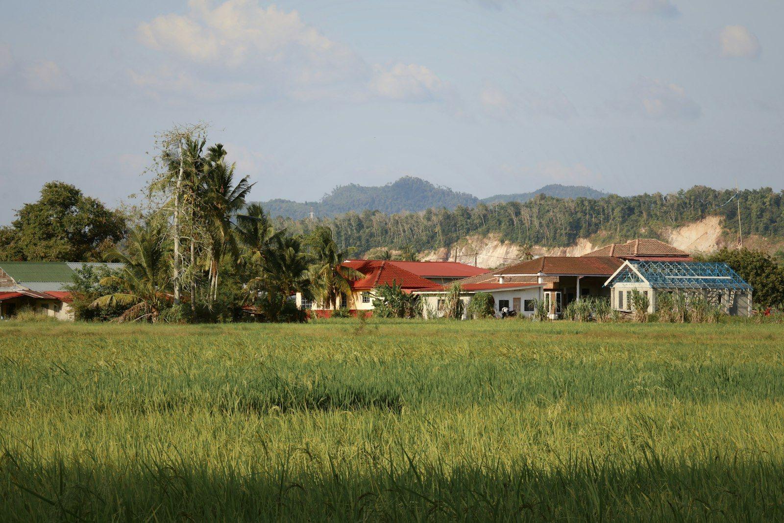 Prime Agricultural Land Nilai, Negeri Sembilan — view 4 of 5